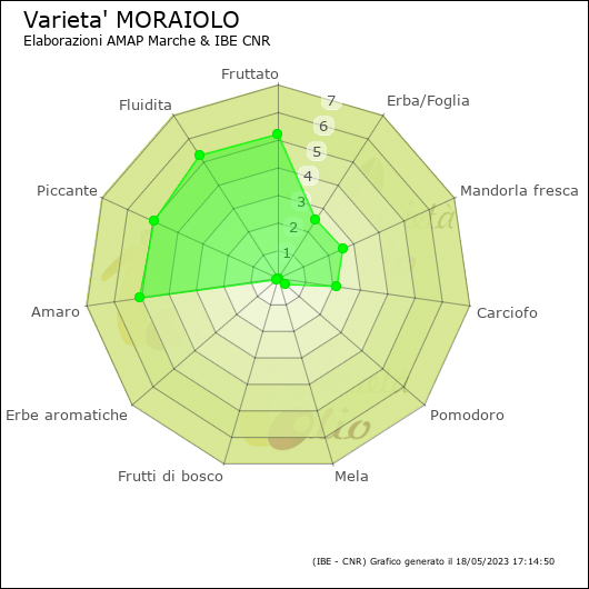 Varietà Moraiolo Olio Spanò | Olio Extra Vergine Biologico Artigianale 100% Italiano